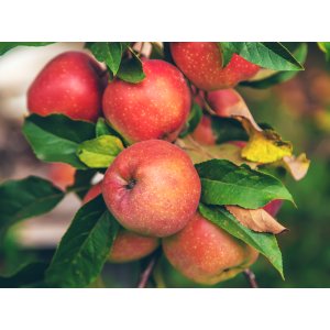 Jabloň domáca (Malus domestica) ´RED BOSKOOP´- zimná, výška 120-150 cm, voľnokorenná